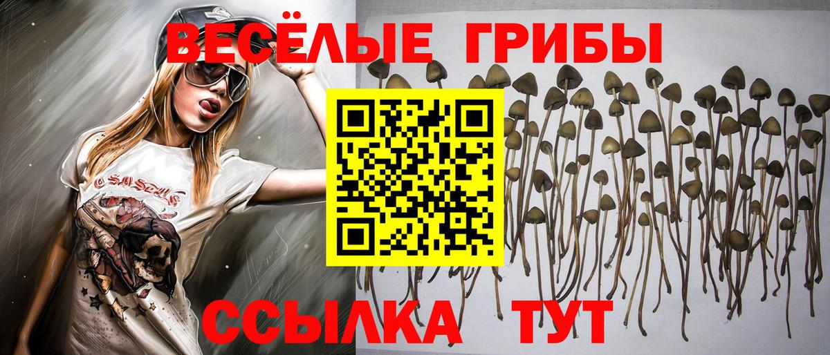 Галлюциногенные грибы Psilocybine cubensis Карачаевск